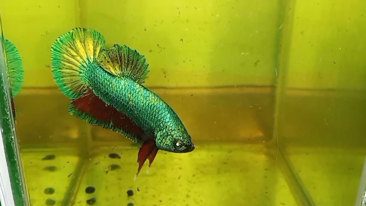 Amber  Betta thailand ep3-abt3(sold)