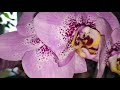 🌺МОИ ОРХИДЕИ🌺ЦВЕТУЩИЕ В ФЕВРАЛЕ 2020 ГОДА.2часть, My orchids blooming in the month of February