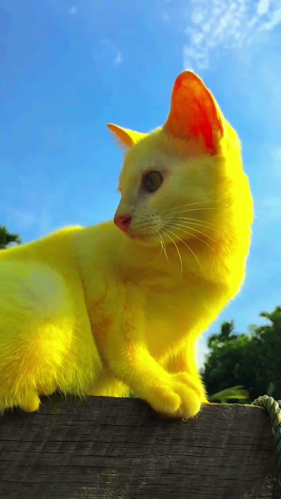 Mewarnai kucing pakai kunyit bikin ketawa ngakak || cute and funny cats || Pikachu