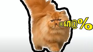 картинка: КОТ ГОВОРИТ ЭХ БЛ@%# — ОТКУДА МЕМ?