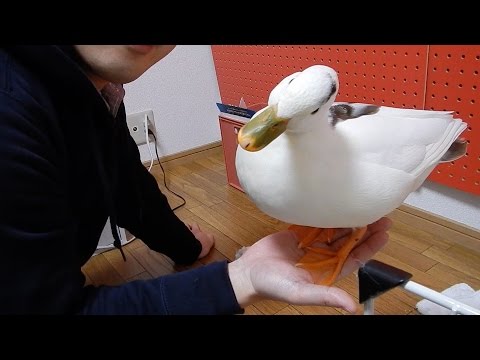 コールダック hqdefault.jpg
