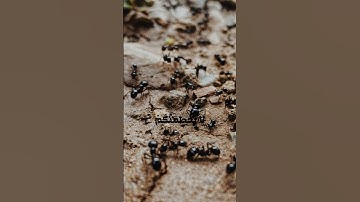 قالت نملة يا أيها النمل ادخلوا مساكنكم ليحطمنكم سليمان وجنوده #الشيخ_عبدالباسط_عبدالصمد سورة النمل