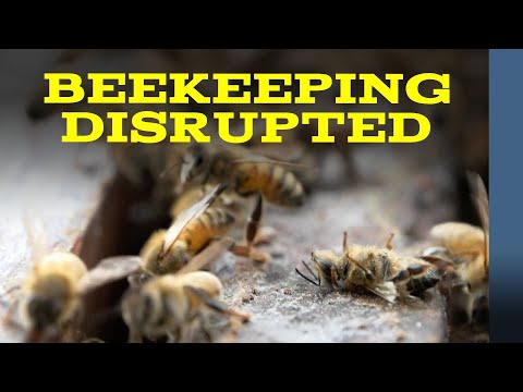 Beekeepers seek plan B as climate change wreaks havoc on honey production | Pakistan