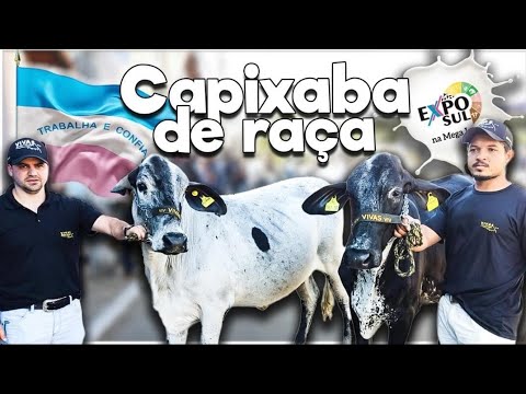 Faturamos na Megaleite! Girolando capixaba campeão na maior da América Latina! ExpoSul foi lá ver