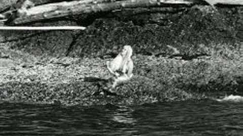 The 1967 Mermaid Sighting On Mayne Island