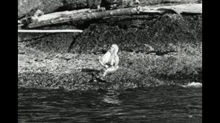 The 1967 Mermaid Sighting On Mayne Island