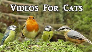 Videos for Cats to Watch : Little Birds Spectacular