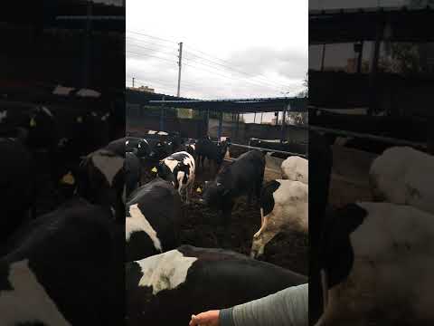 بادر بحجز عجول الاضحية بقرى بلدى سايب تغذية طبيعية بالعبور للت اصل ٠١٠٠٦٨٧٦١١٠ او ٠١٠٠٥٥٣٥٥٣٩