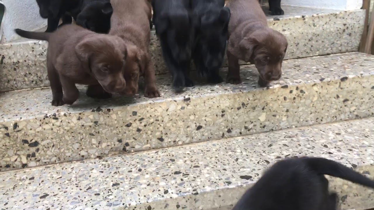 Labrador Zucht vom Kloster Marienthal - Und ACTION 🥰🥰