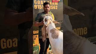 Exotic Goat Farm Ka Kohinoor 9151234562