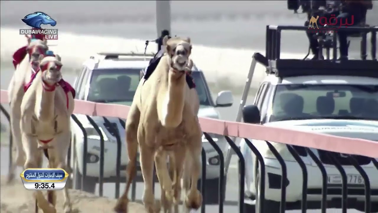 ش4 التماس لـ هجن الرئاسة (مهرجان ختامي المرموم 23-2-2023م) سيف الإمارات للحيل مفتوح 11:56:9