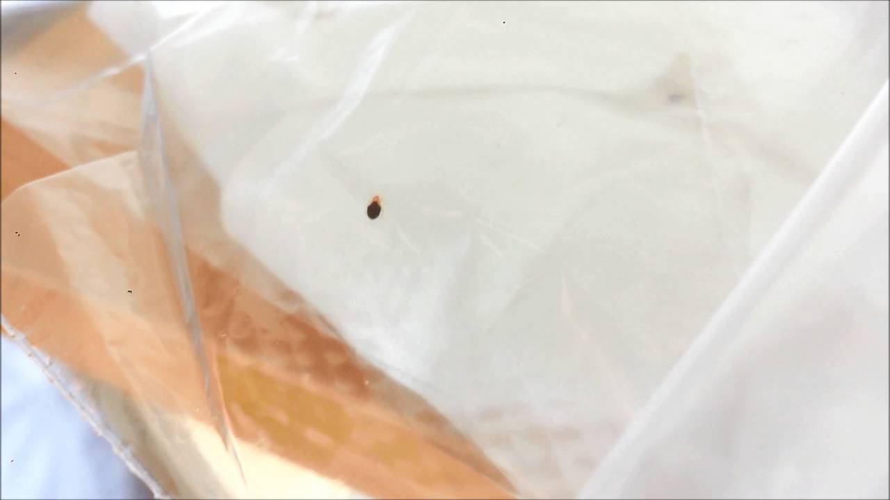 Can Bed Bugs Climb Out Of Plastic Bags Hanaposy