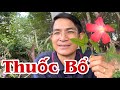 Thuốc Bổ. PHAN HẢI Channel