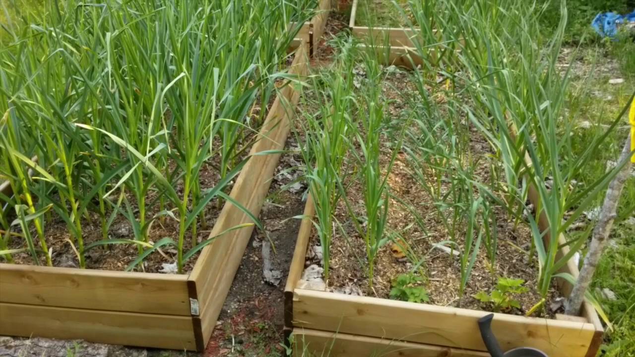 Growing a small scale garlic and asparagus "farm" 
