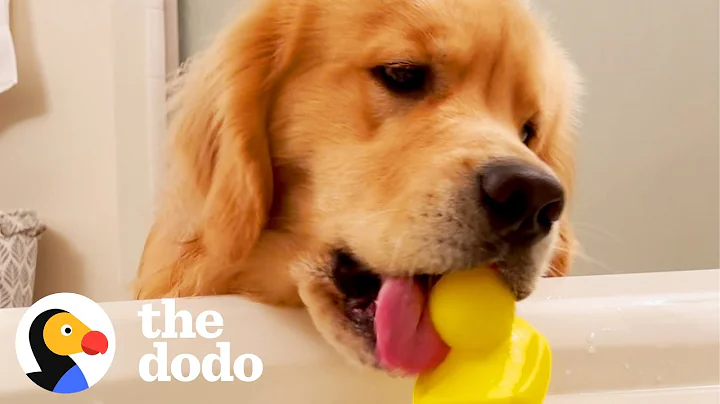 Golden Retriever Can’t Stop Bringing Mom Things During Bathtime | The Dodo