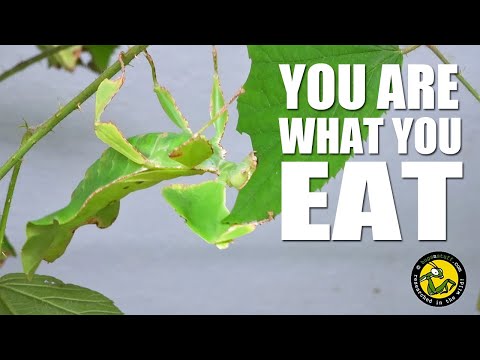 You are what you eat!