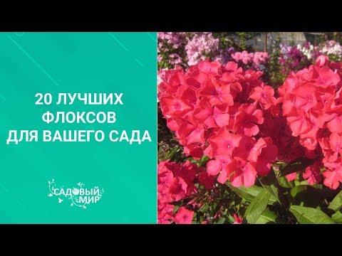 Видео: Олон төрлийн флокс