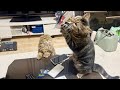 美人な視聴者を家に招いたら暴走してやらかしてしまった猫