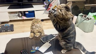 美人な視聴者を家に招いたら暴走してやらかしてしまった猫