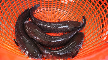 Về Miền Tây bắt làm món đặc sản các lóc đồng hấp lá duối. Món này ăn thì bá chấy