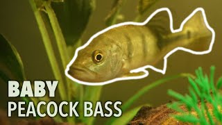 CATCHING A BABY PEACOCK BASS FOR MY FISH TANK!!!