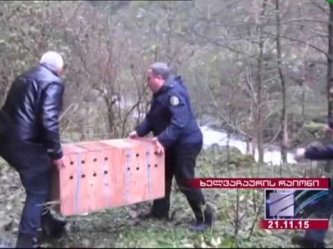 მტირალას ეროვნულ პარკში შველი გაუშვეს