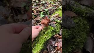 Уникальный гриб! Лечебный и ядовитый одновременно! 😱 #строчки