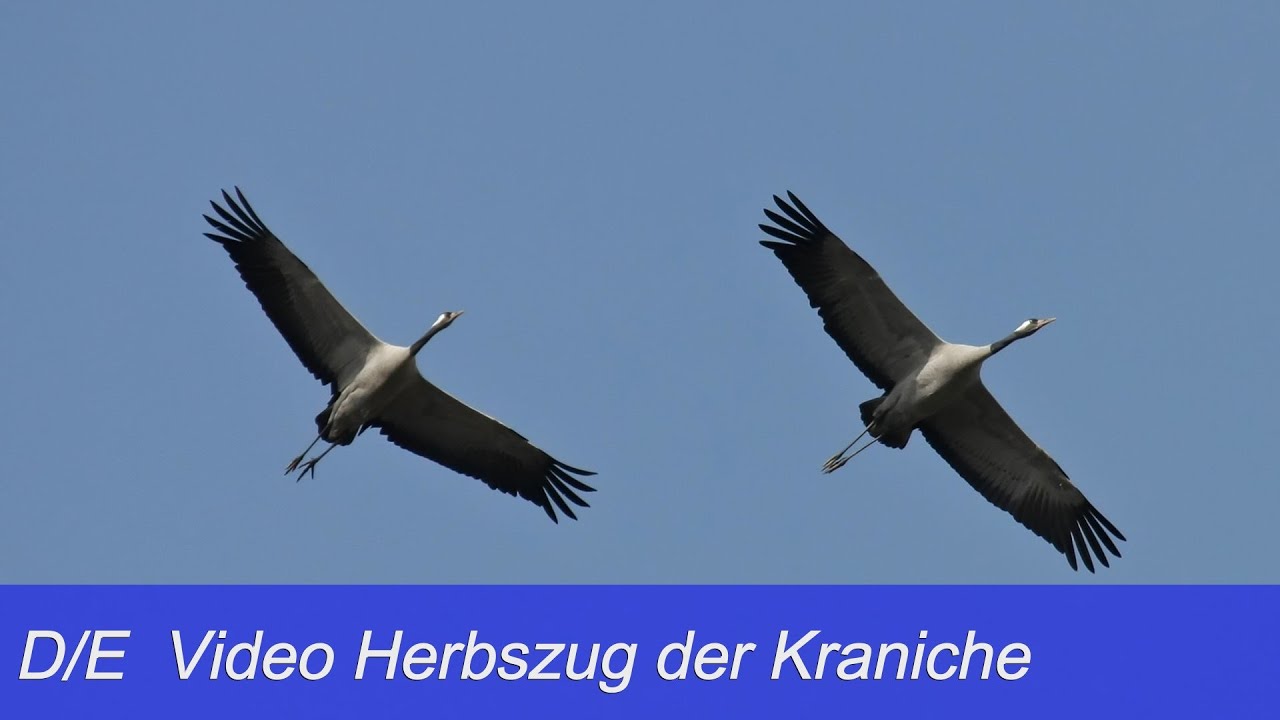 Herbstzug Der Kraniche Youtube