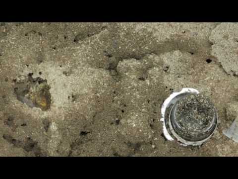 HIDDEN VIDEO: Ants On This Channel - HIDDEN VIDEO: Ants On This Channel