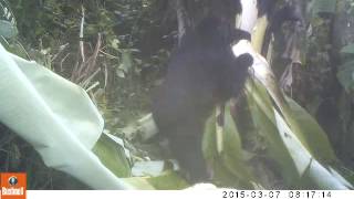 Camera trap video inside GRACE gorilla forest enclosure