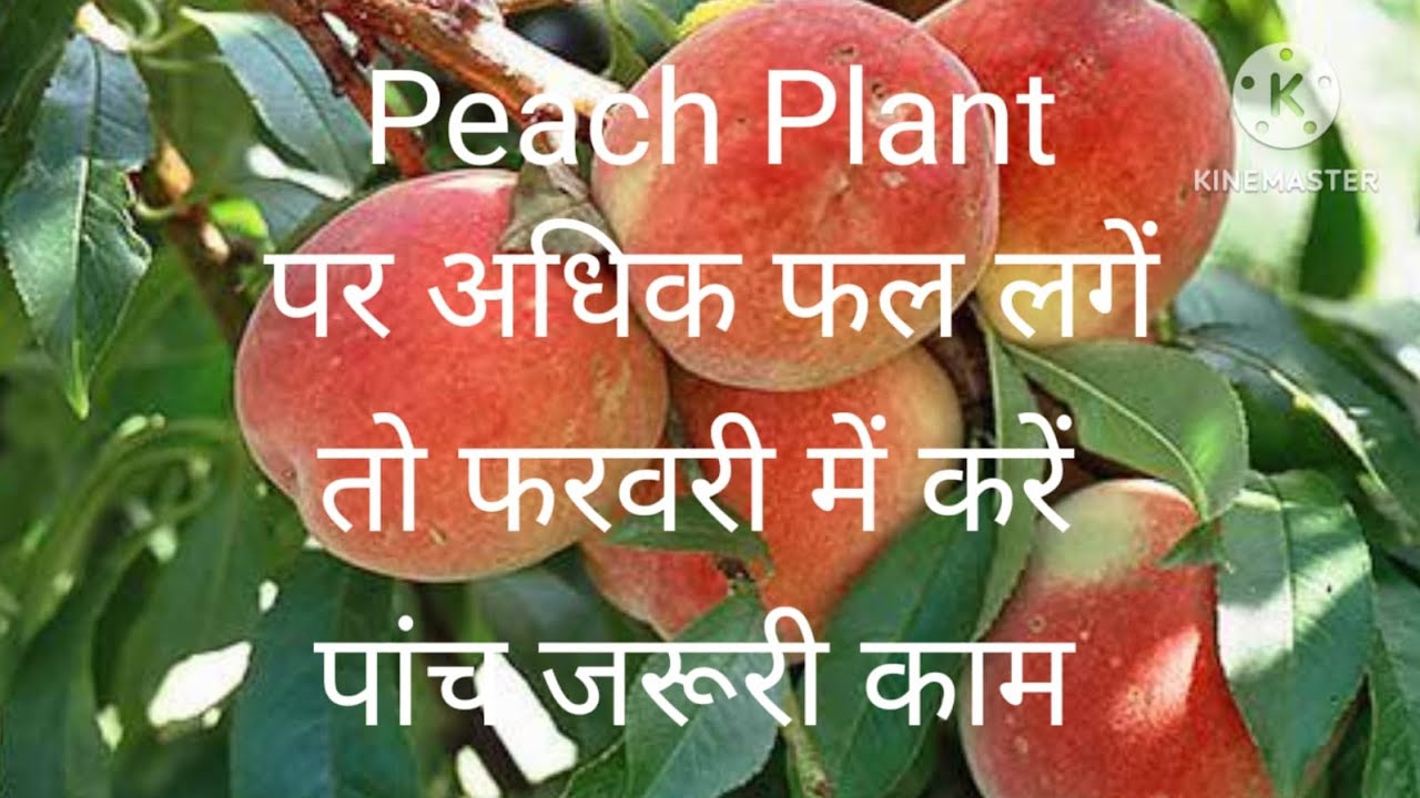 क्या आपके Peach 🍑plant पर अधिक फल नहीं आते? फरवरी महीने में करें पांच जरुरी कार्य 👍सम्पूर्ण जानकारी🙏