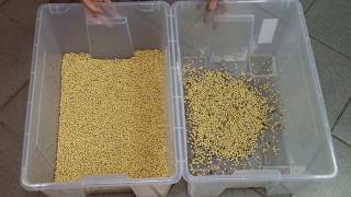 Сolour sorting of soybeans on SmartSort optical sorter