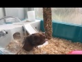 Desperate Hamster wants her treats in her bed!