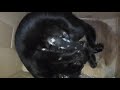 Siamese cat gave birth  razkat 
