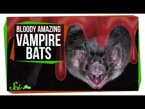 Bloody Amazing Facts About Vampire Bats