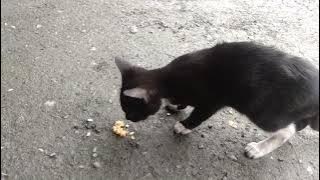 Si Imut dan si Manja.  Sarapan pagi