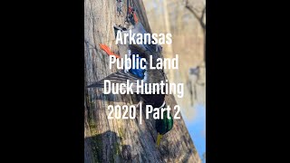 Arkansas Public Land Duck Hunting 2020 | Part 2