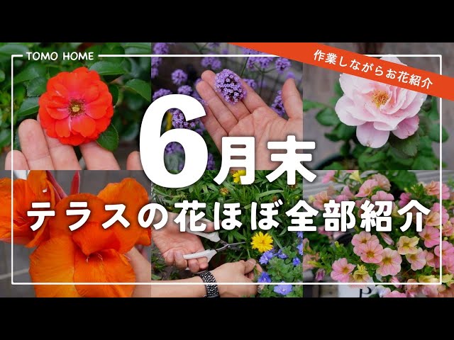 フラワー・ガーデニング My terry Recommended Flowers] Introducing terrace flowers and doing some