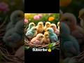 baby chicks 🐥🐣#baby animals #