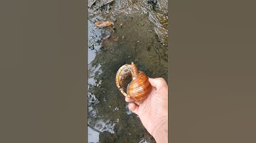 Ốc mượn hồn lâu năm | Snails