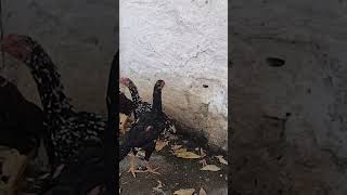 Bico curto pintado frango e frangas