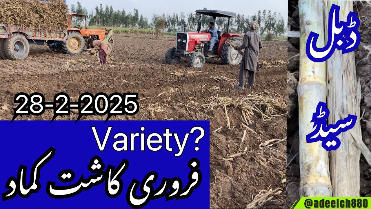 Sugarcane Farming || فروری میں کماد کی کاشت || variety || پہلی بار ڈبل سیڈ