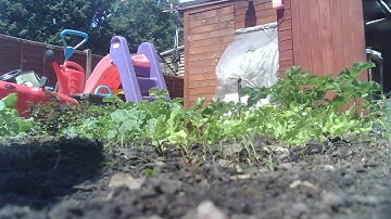 Garden Time-lapse taken with ESP32-CAM board (31/05/2020)