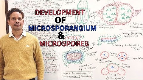 Development of Microsporangium and Microspores | For IAS,NEET,GATE,NET and BSc