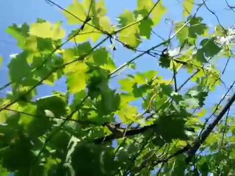 Уход за виноградом в июне