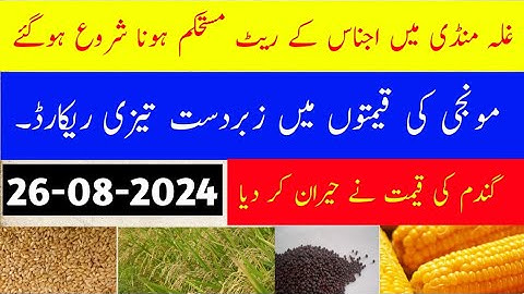New Gandum/Wheat rate Today 26th Aug 2024 || Today Makki Rates || Till and Munji/rice rate today.