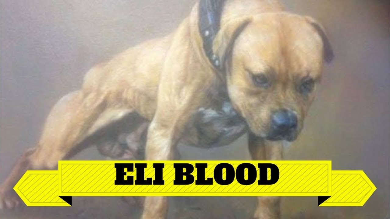 eli pitbull kennels