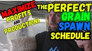🍄The PERFECT👌Grain Spawn Schedule!💥Maximize Profits and Production with These Simple Hacks!
