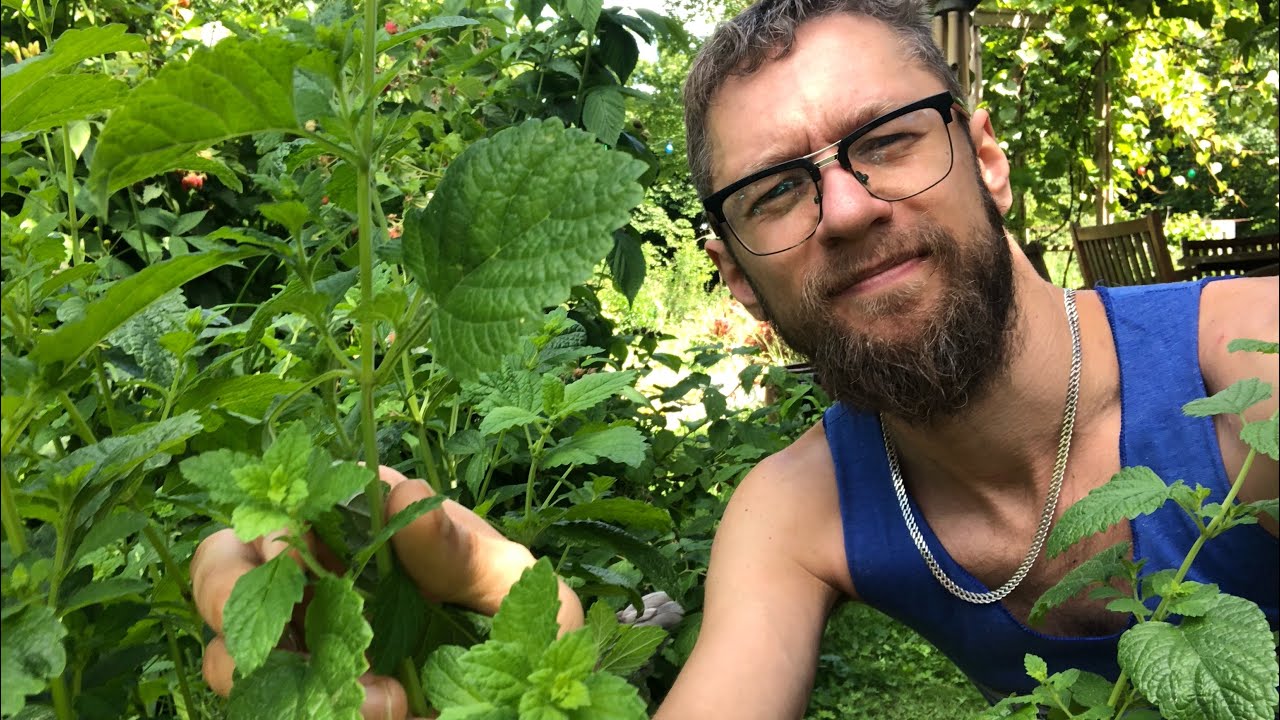 Мята лимонная защит от комар - YouTube