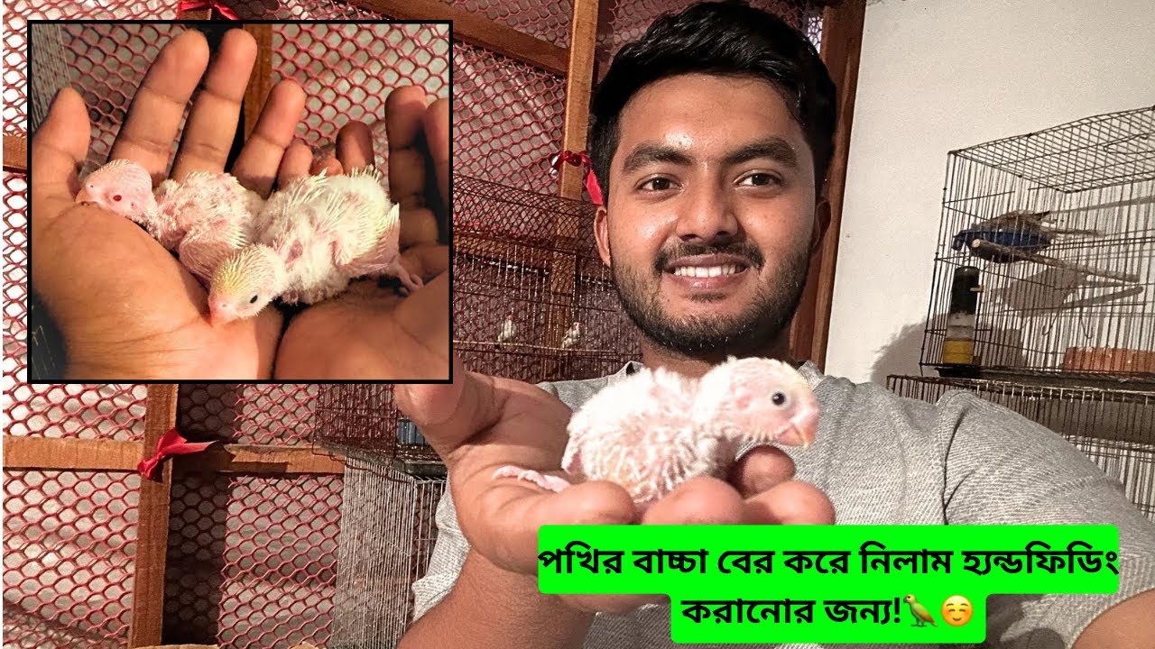 পাখির বাচ্চা বের করে নিলাম হ্যান্ডফিডিং করানোর জন্য!🦜☺️